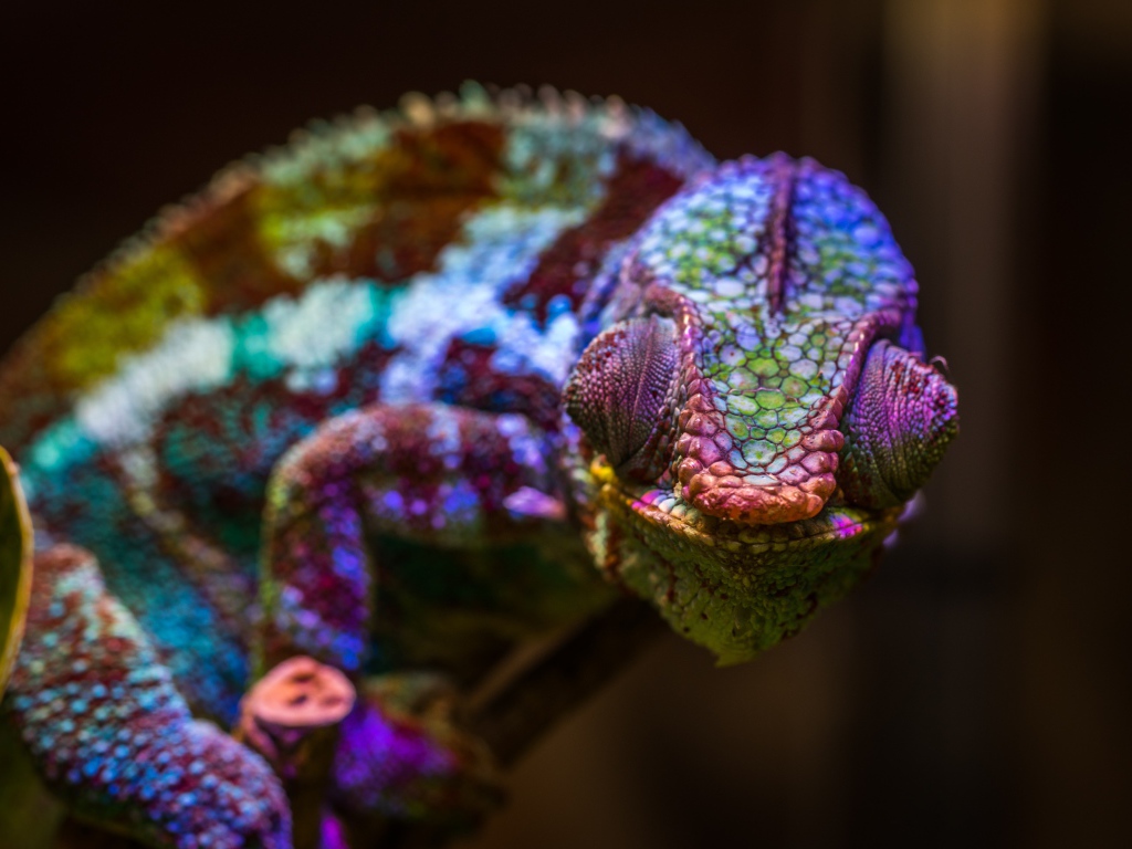 Хамелеон с разноцветной окраской сидит на ветке