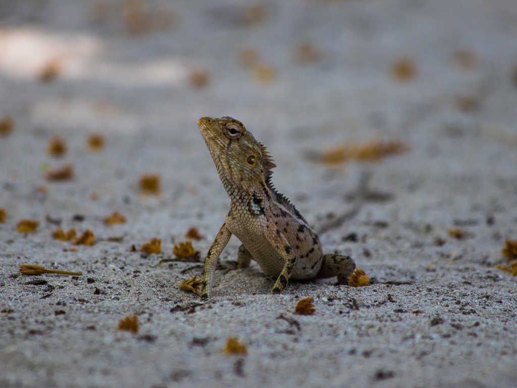 Маленькая ящерица на песке