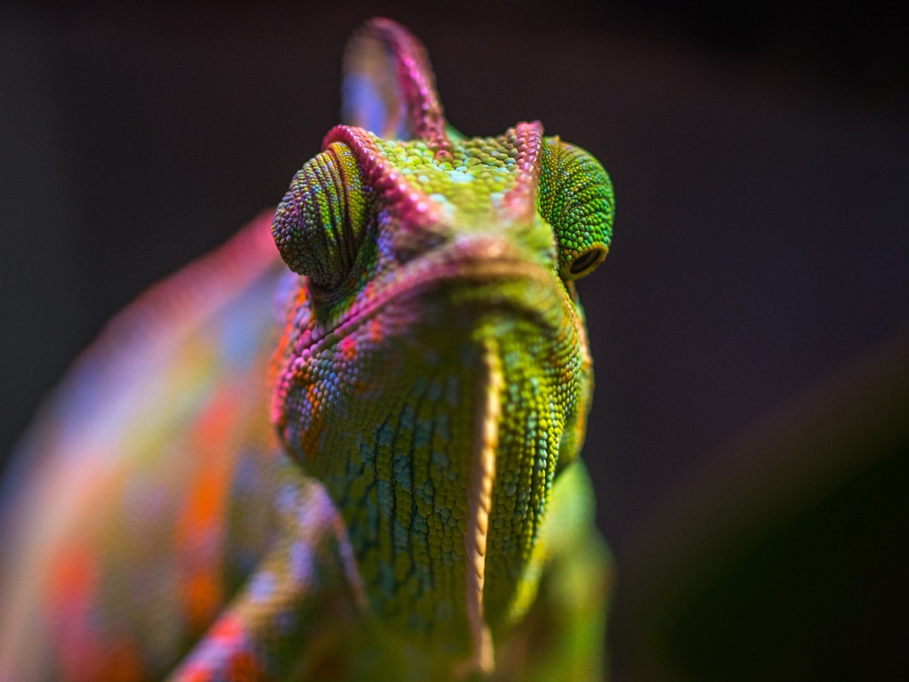 Разноцветный хамелеон крупным планом