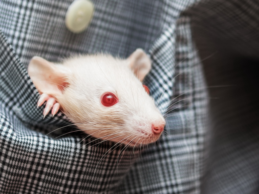 Белая крыса с красными глазами в кармане