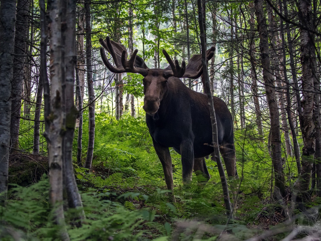 Лось с большими рогами в лесу