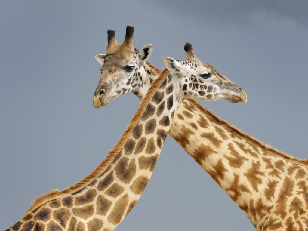 Два жирафа на сером фоне