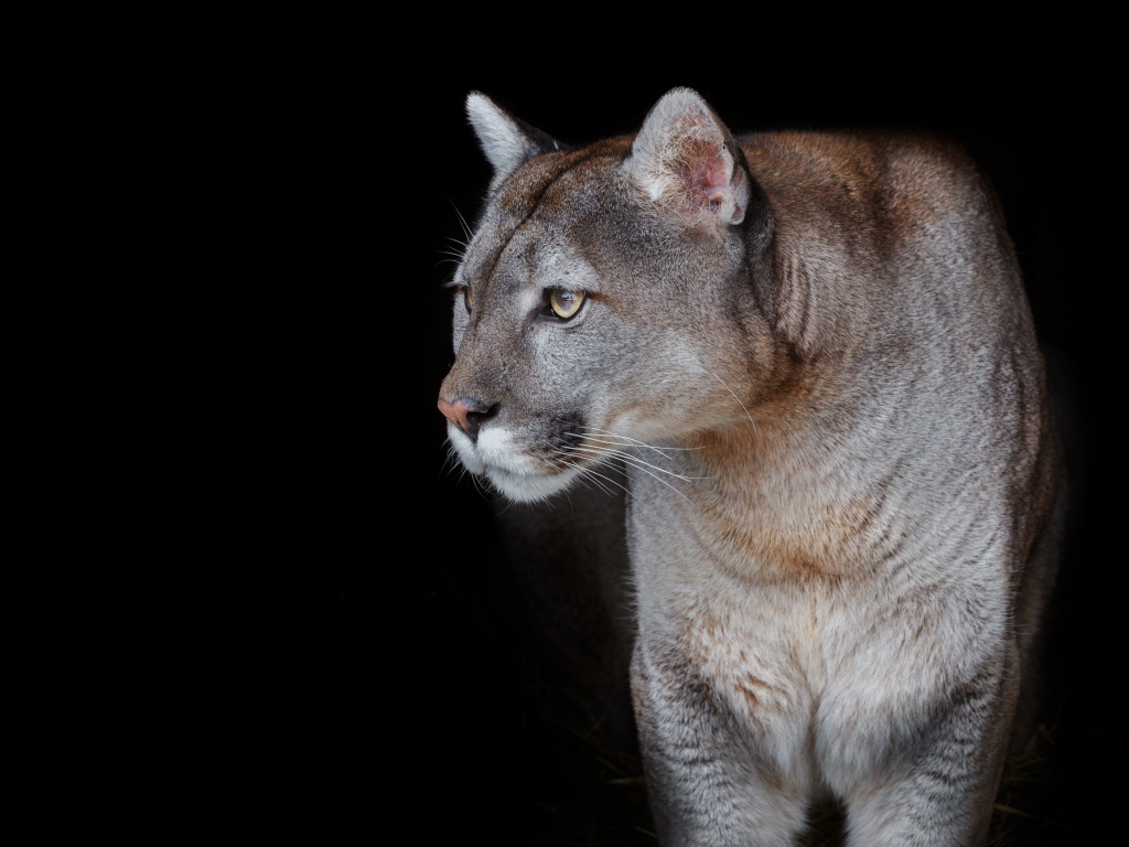 Красивая грациозная пума на черном фоне