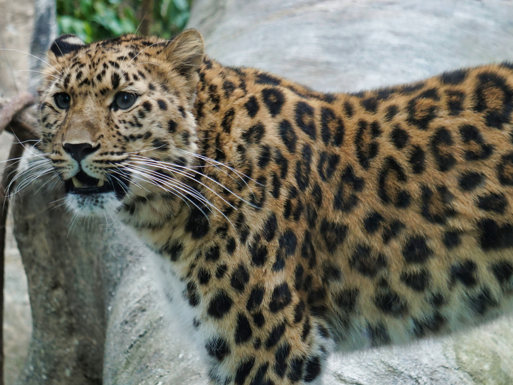 Красивый пятнистый голубоглазый леопард