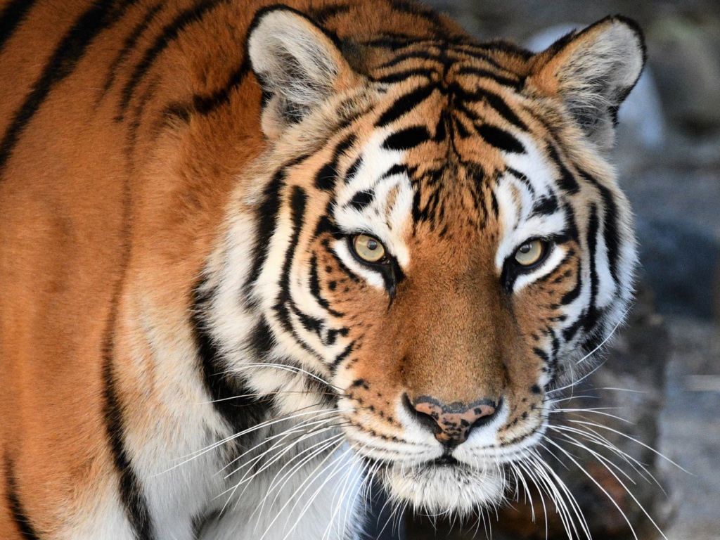 Большой красивый полосатый амурский тигр