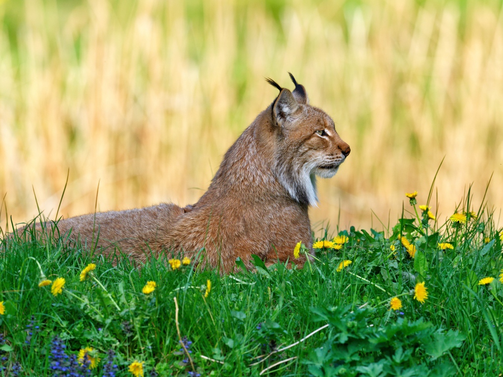 Большая рысь лежит на зеленой траве