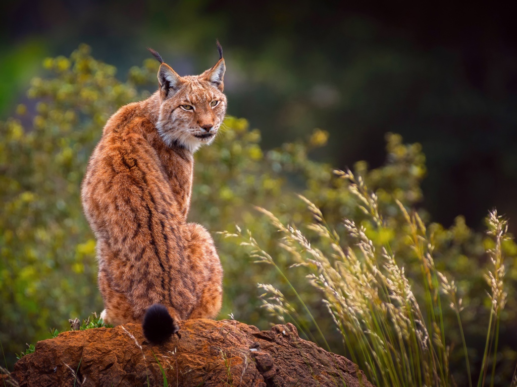 Большая рысь сидит на камне 