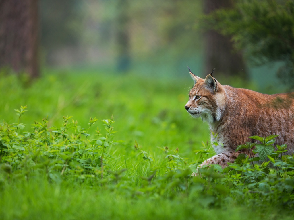 Большая рысь крадется по зеленой траве