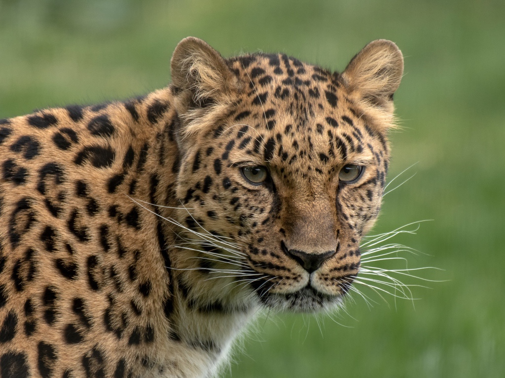 Большой пятнистый леопард крупным планом