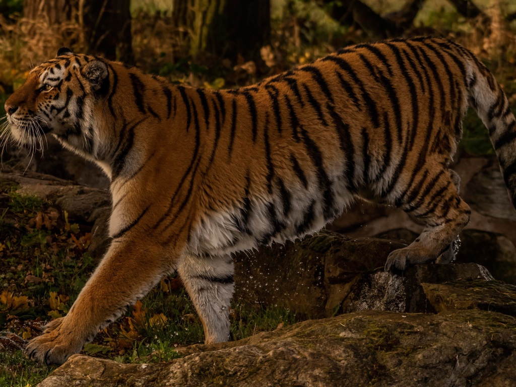 Большой мокрый тигр идет по камням