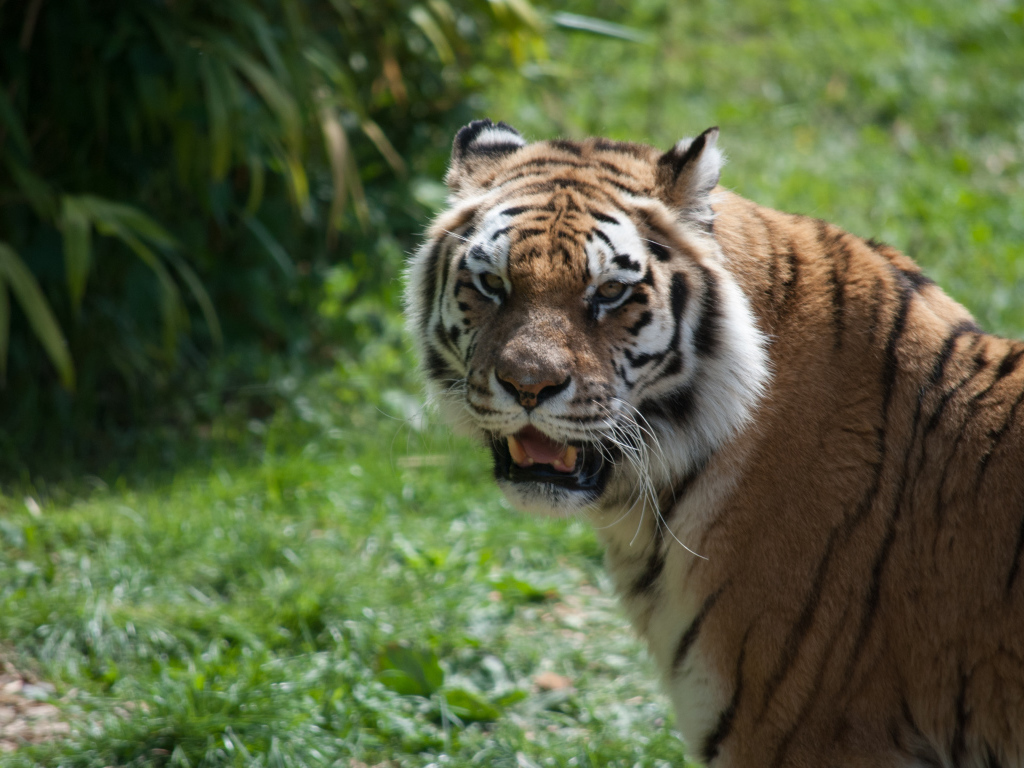 Большой полосатый тигр с острыми зубами