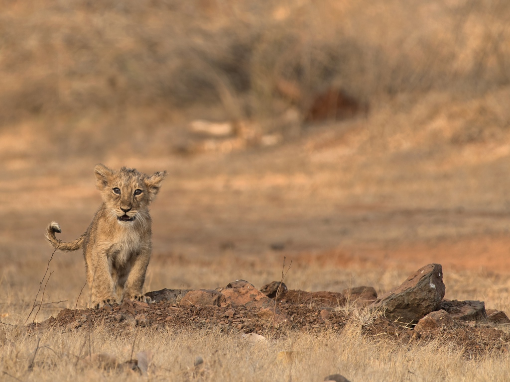 Маленький львенок в сухой саванне 