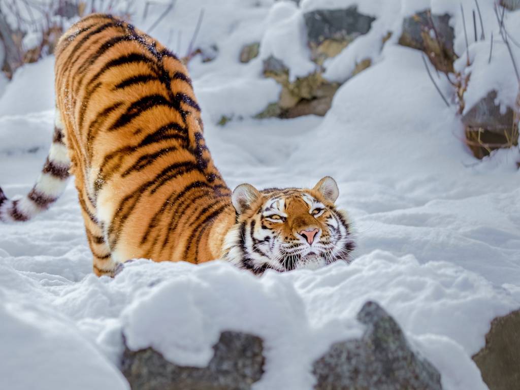 Довольный полосатый большой тигр в снегу 