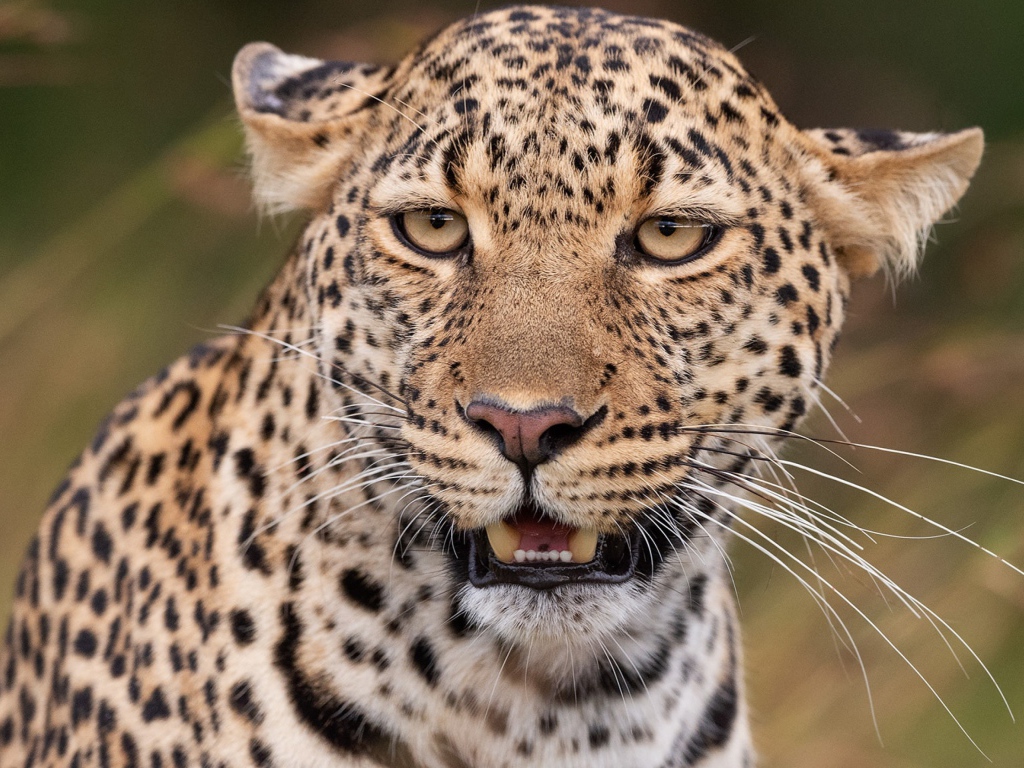 Пятнистый леопард прижал уши 