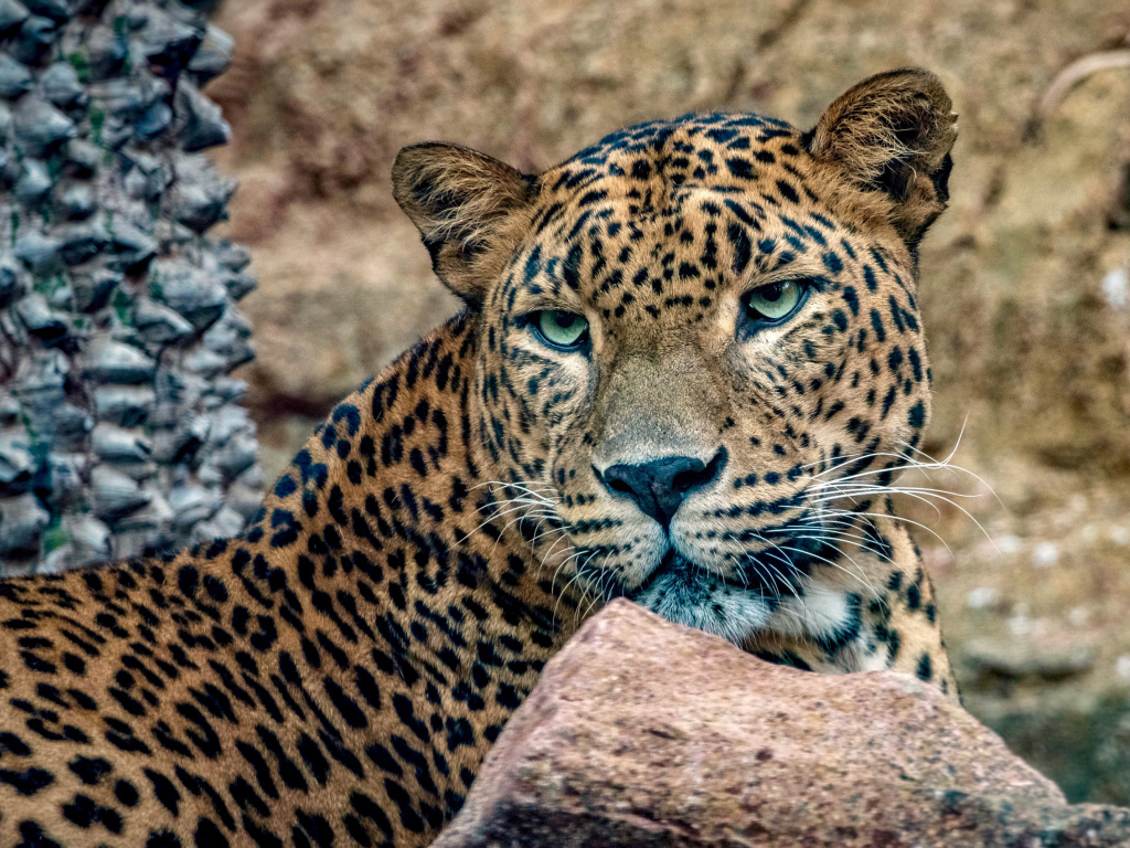Пятнистый леопард с зелеными глазами лежит у камней