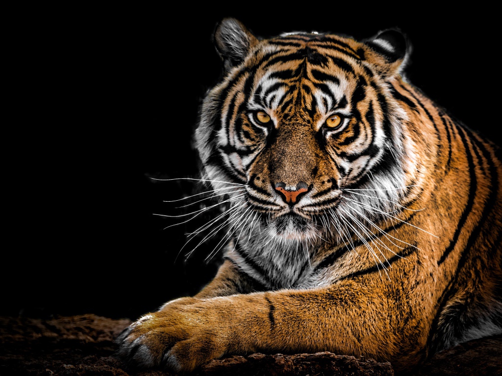 Terrible big striped tiger on a black background