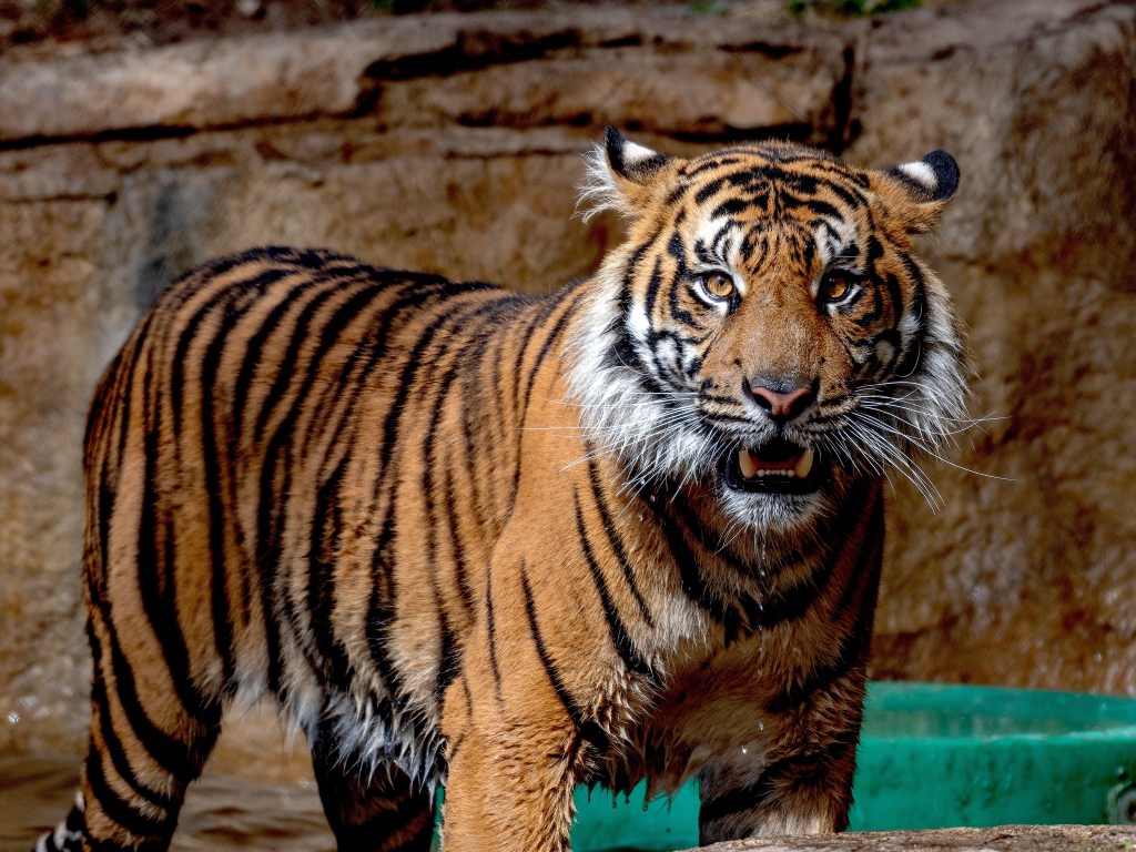 Мокрый Суматранский тигр в зоопарке