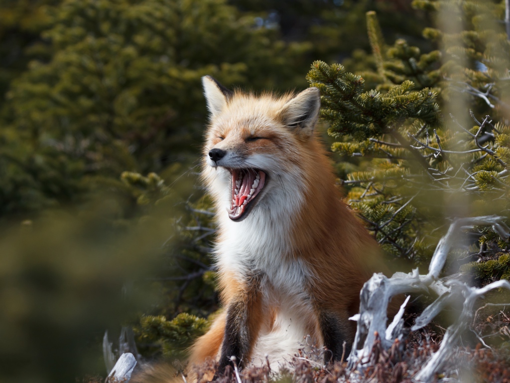 Red fox yawns in the forest near fir