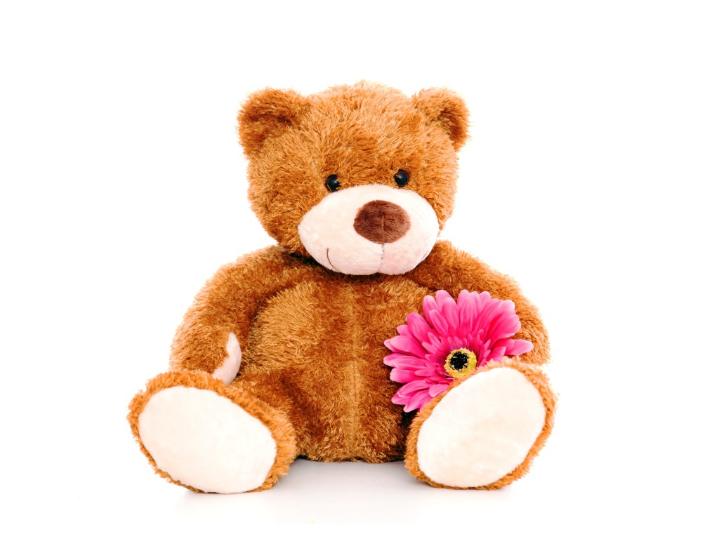Плюшевый медведь с розовым цветком герберы на белом фоне