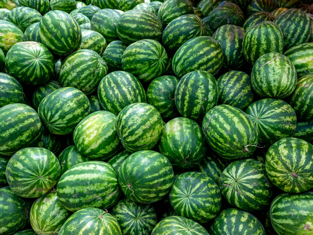 Много полосатых зеленых арбузов