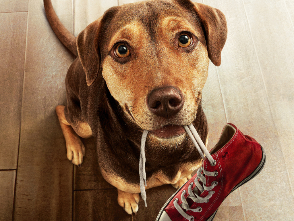 Пес с кроссовком во рту из фильма Путь домой, 2019