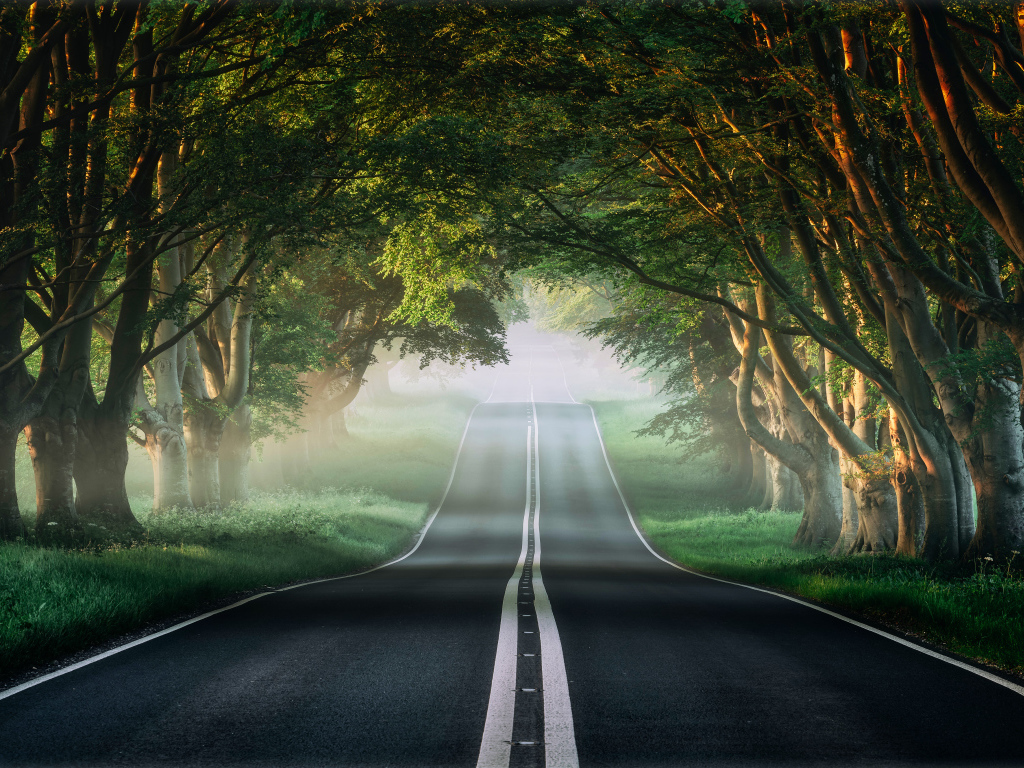 Асфальтированная дорога у зеленых деревьев летом