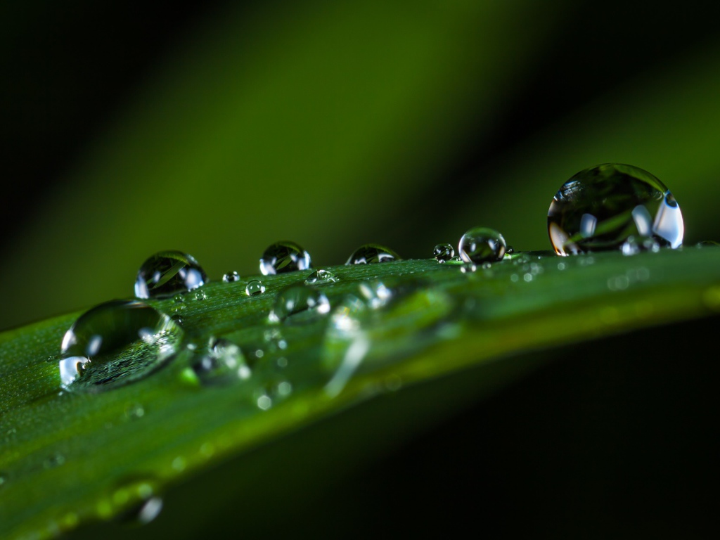 Большие капли росы на зеленой траве 