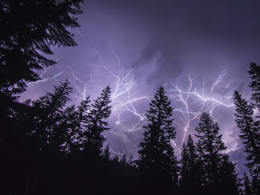 Яркие молнии над сосновым лесом