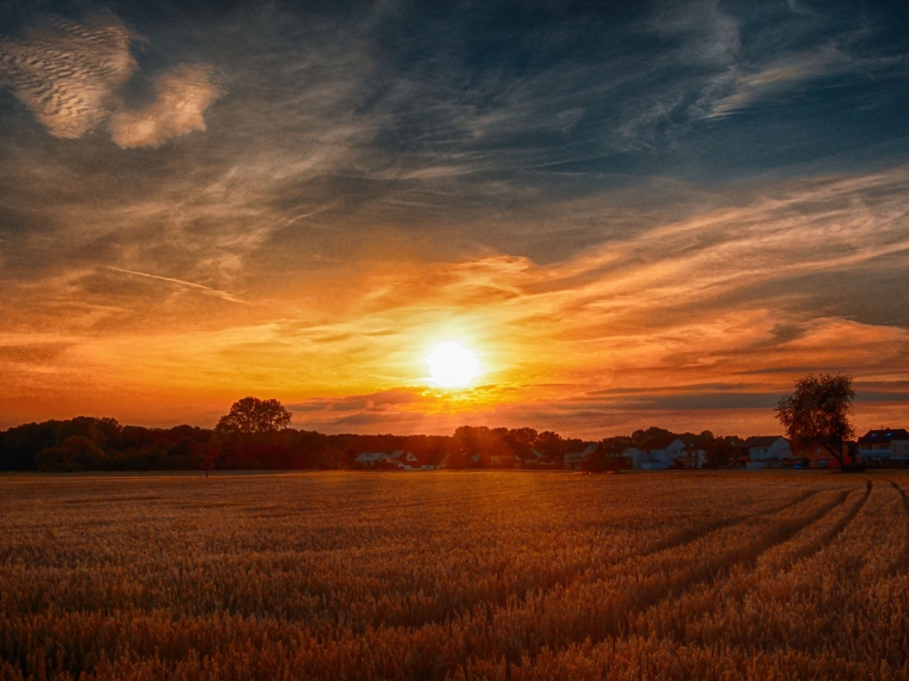 Рассвет над полем с желтой пшеницей