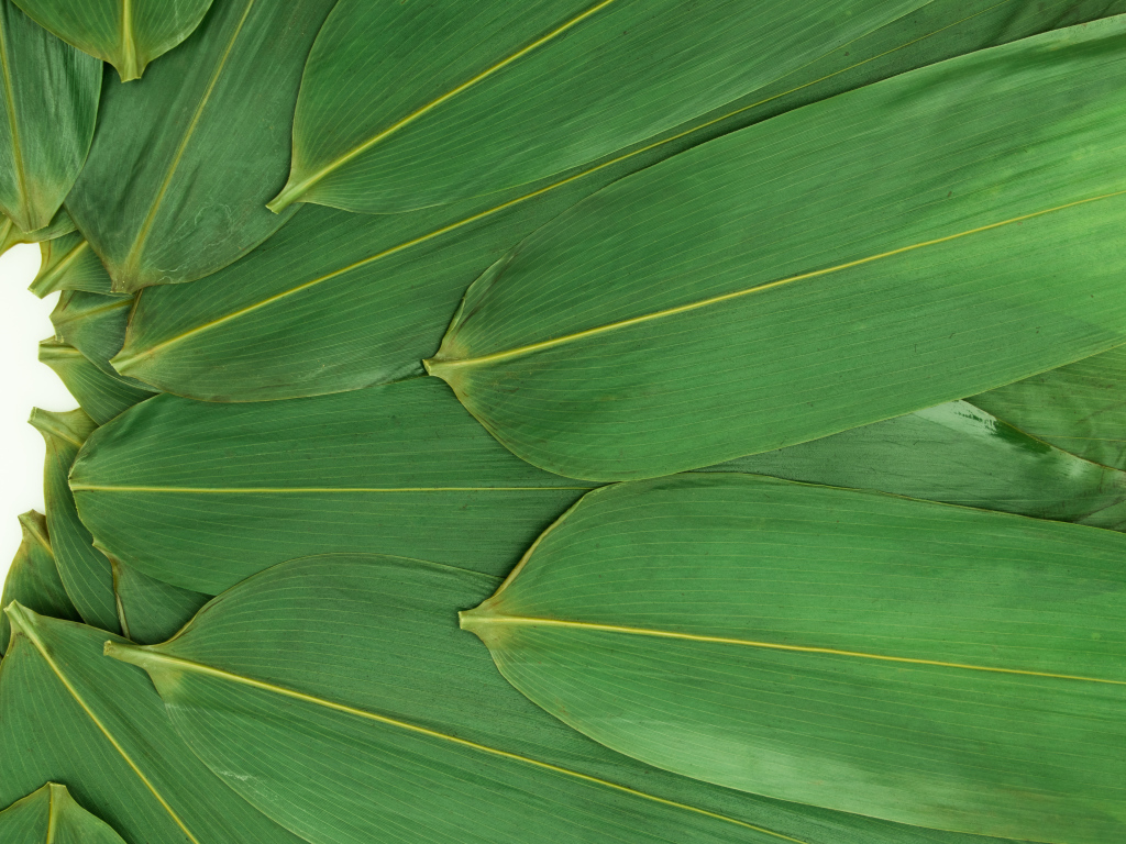 Зеленые кукурузные листья на белом фоне
