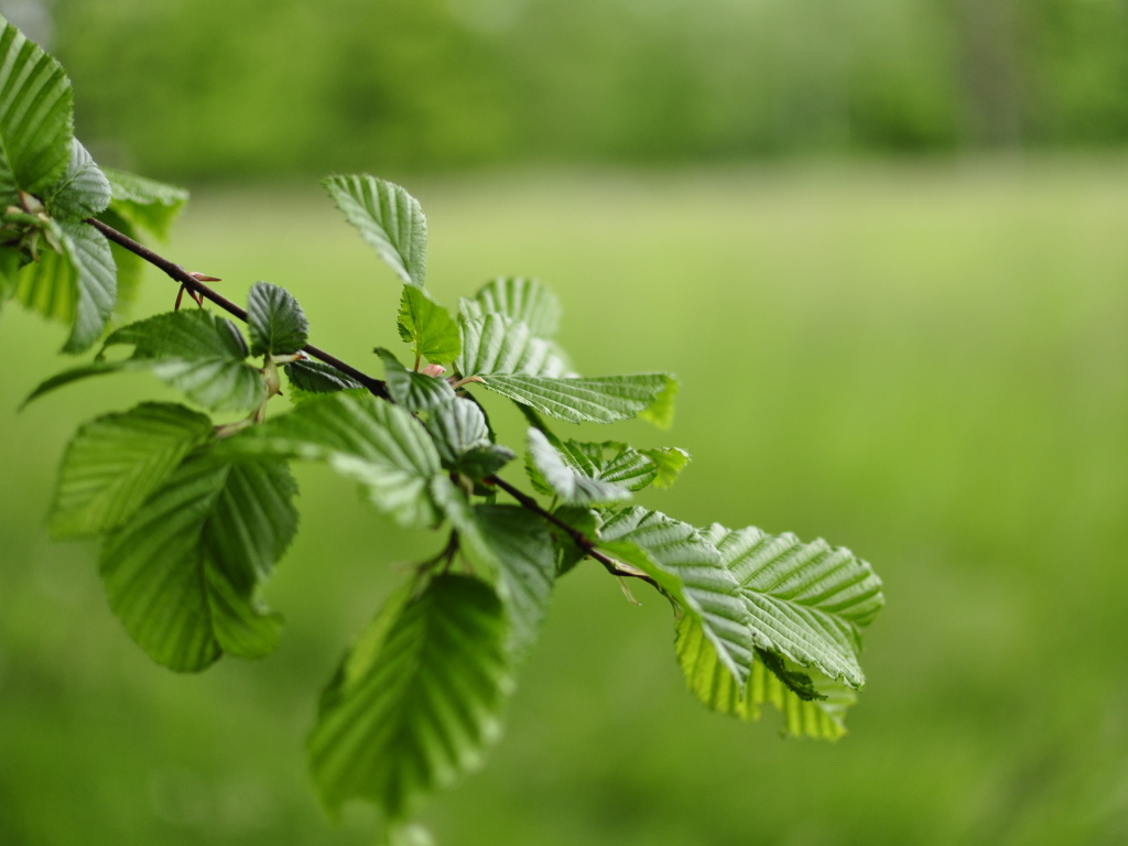 Зеленые листья на ветке дерева 