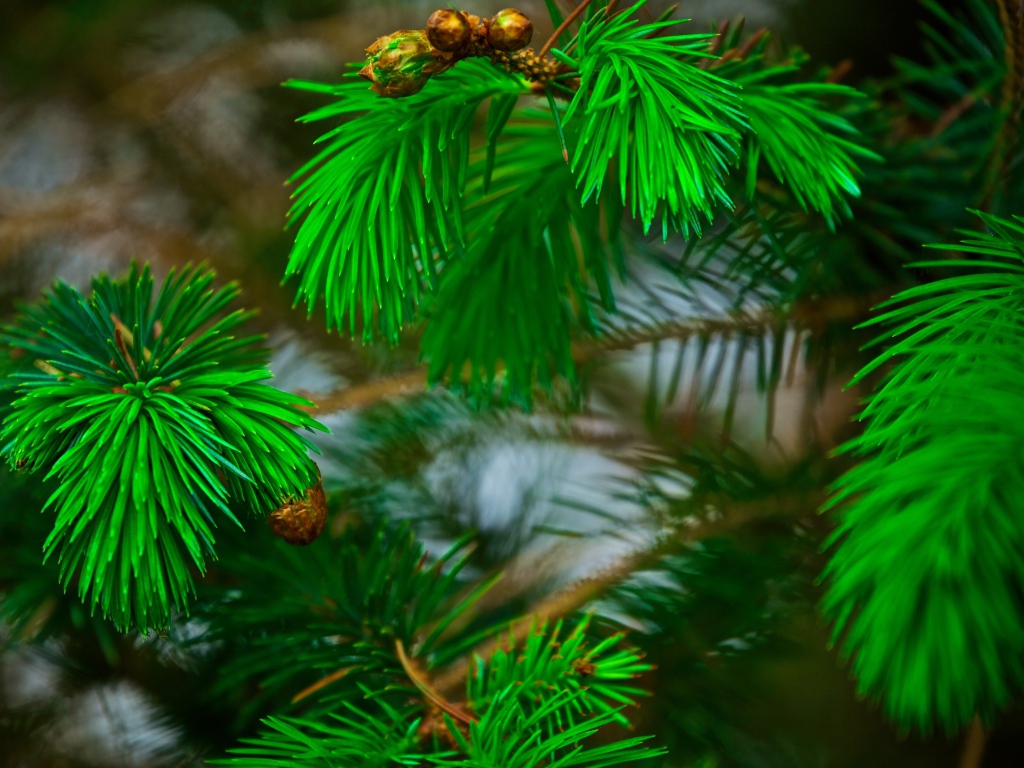 Зеленые сосновые иголки на ветках с шишками