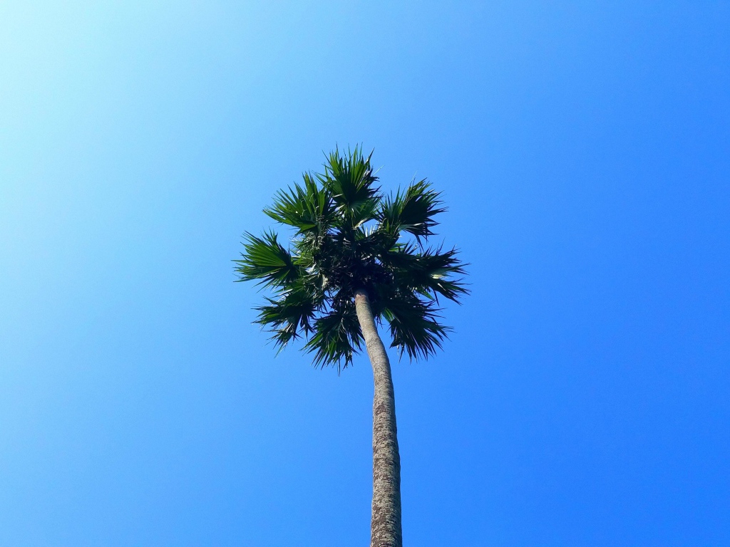 Зеленая верхушка пальмы на фоне голубого неба 