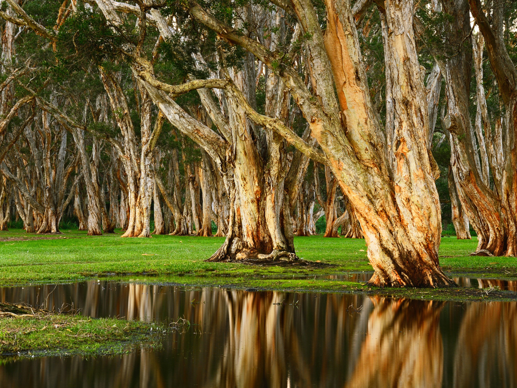 Старые деревья отражаются в воде в лесу