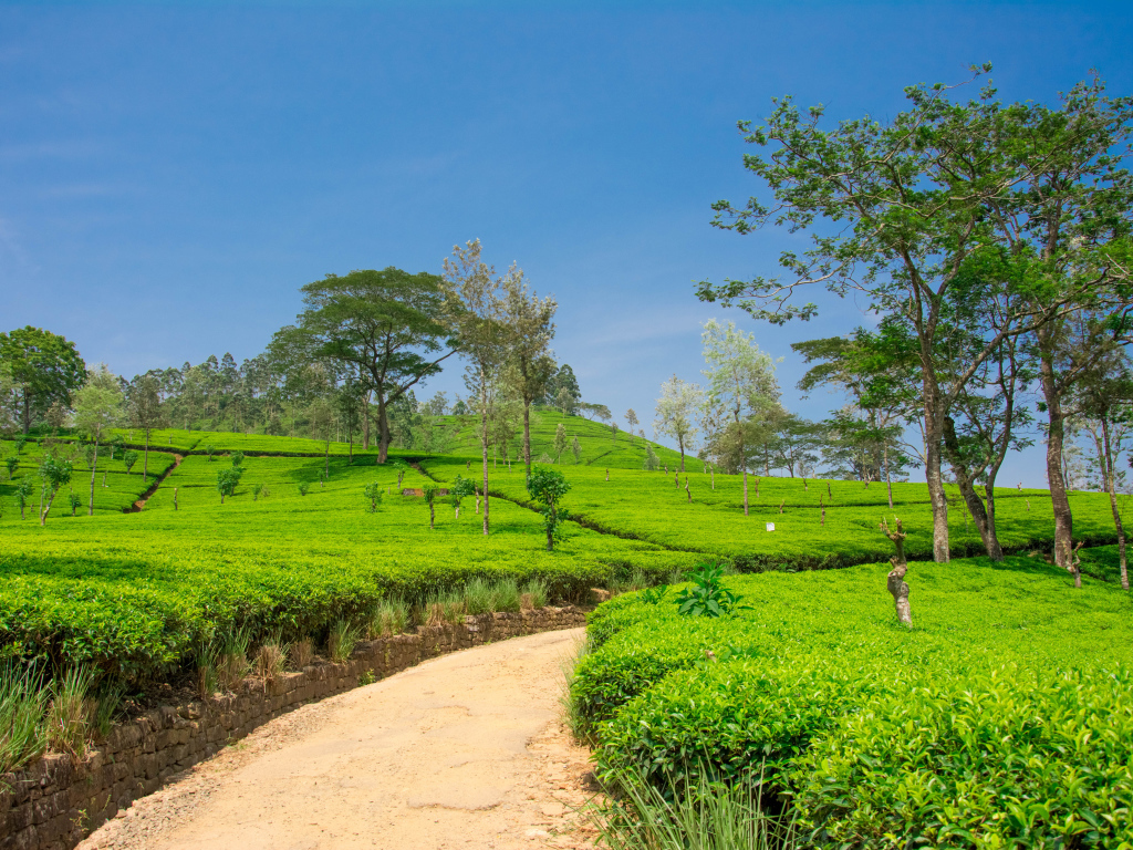 Чайные плантации с деревьями под голубым небом