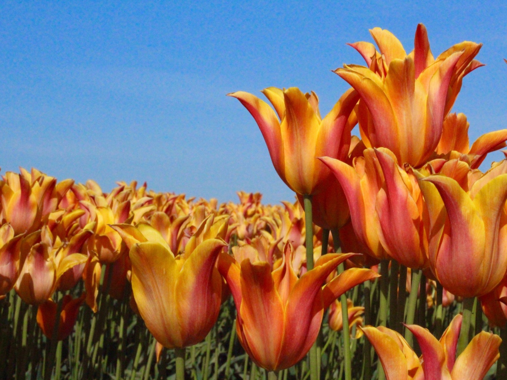 Много оранжевых тюльпанов на фоне голубого неба