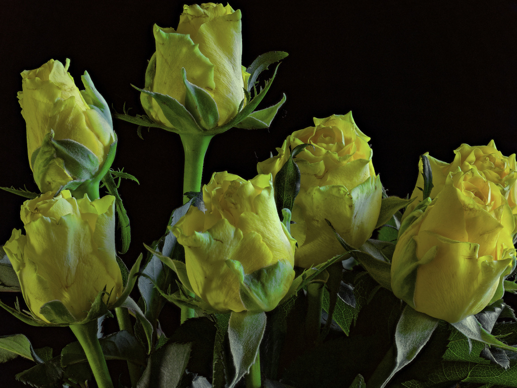Много желтых роз на черном фоне крупным планом
