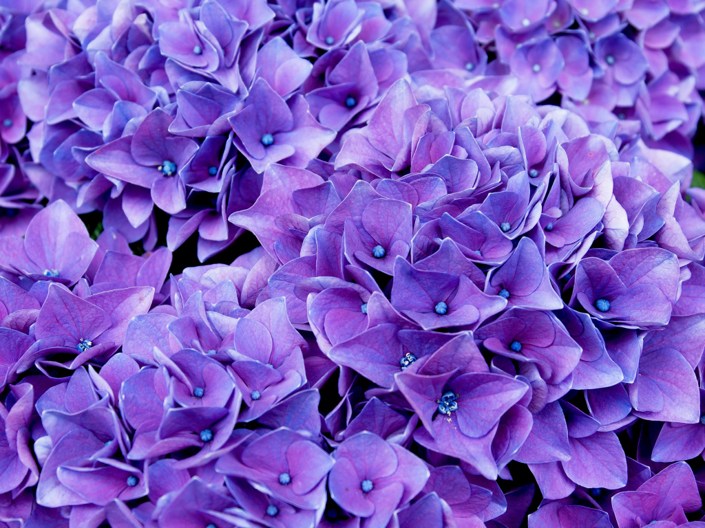 Красивые синие цветы гортензии крупным планом