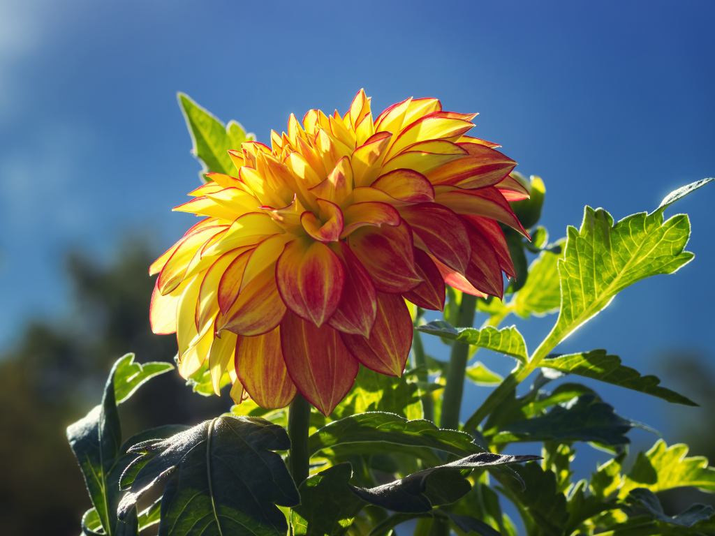 Красивая яркая оранжевая георгина в лучах солнца 