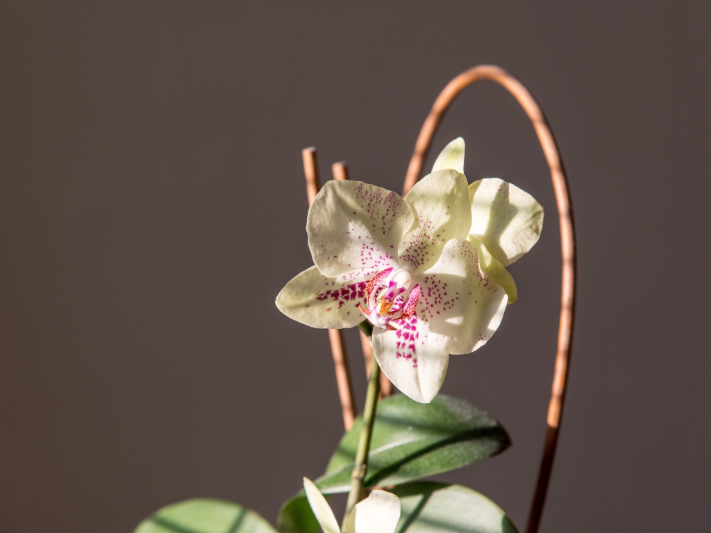 Красивый нежный белый цветок орхидеи на сером фоне