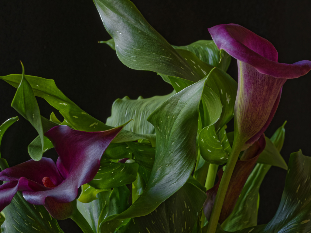 Красивые цветы каллы с зелеными листьями на черном фоне