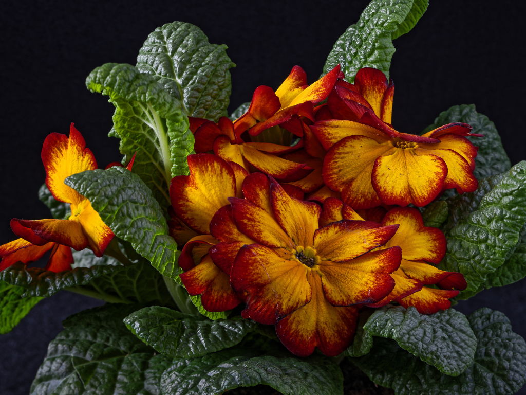 Красивый оранжевый комнатный цветок примула крупным планом