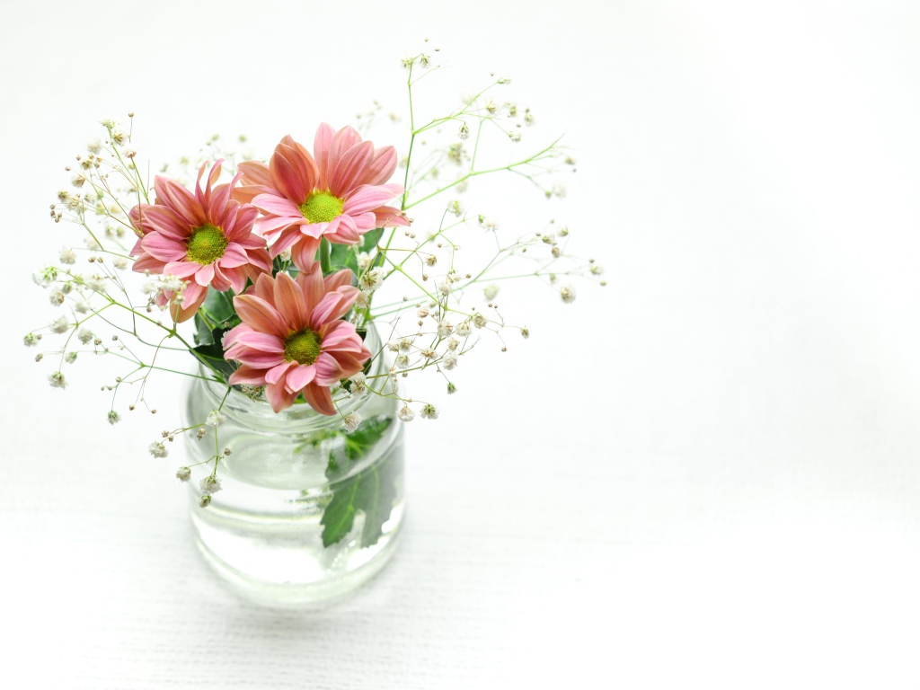 Красивые розовых хризантемы в банке на белом фоне