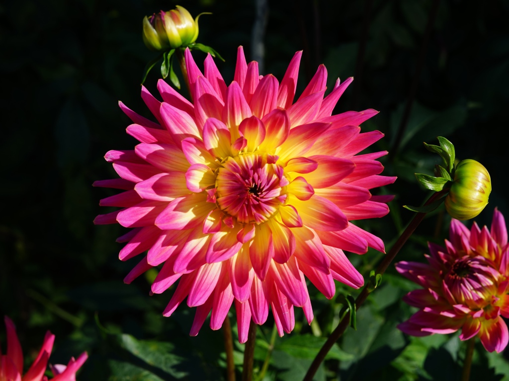 Красивая розовая георгина с желтой серединой с бутонами