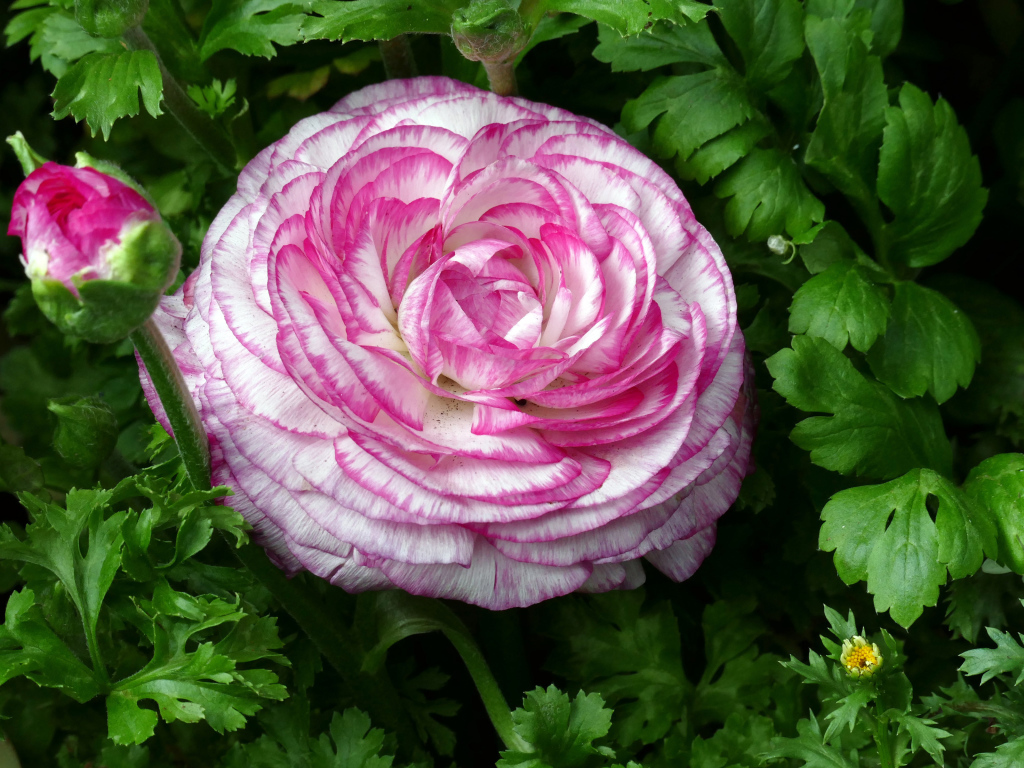 Красивый розовый лютик в зеленых листьях