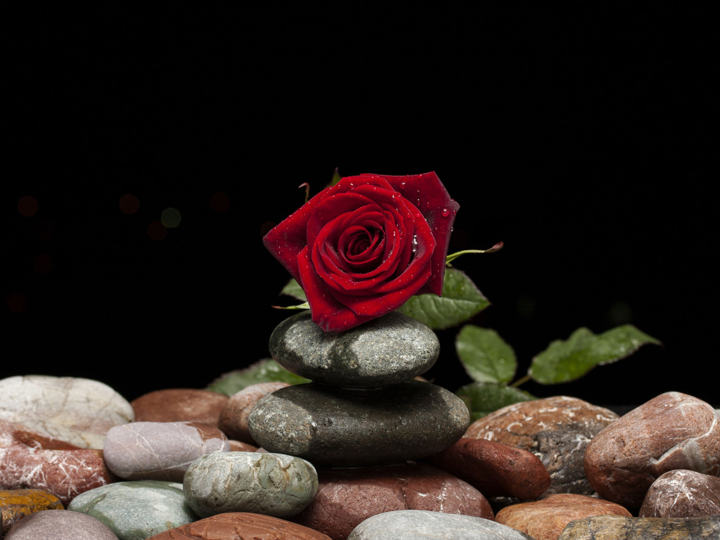 Красивая красная роза лежит на декоративных камнях на черном фоне