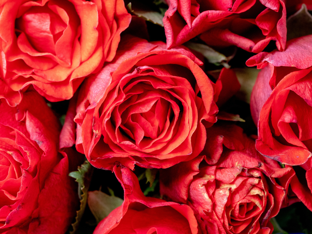 Красивые розы с розовыми лепестками крупным планом