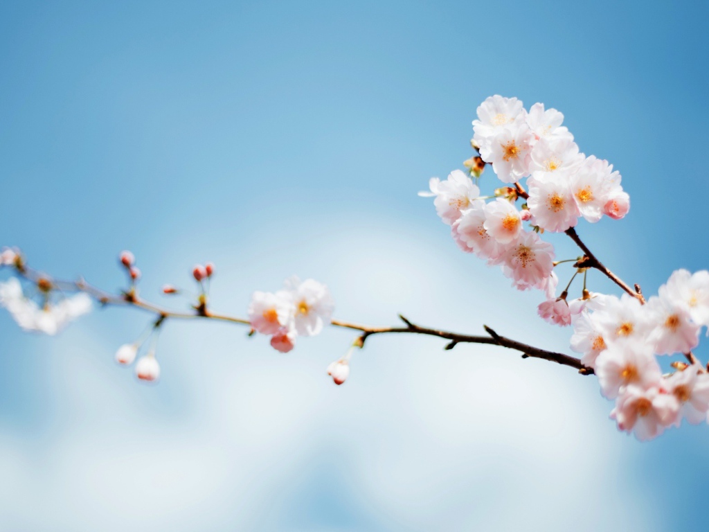 Красивые весенние розовые цветы на ветке дерева на фоне голубого неба