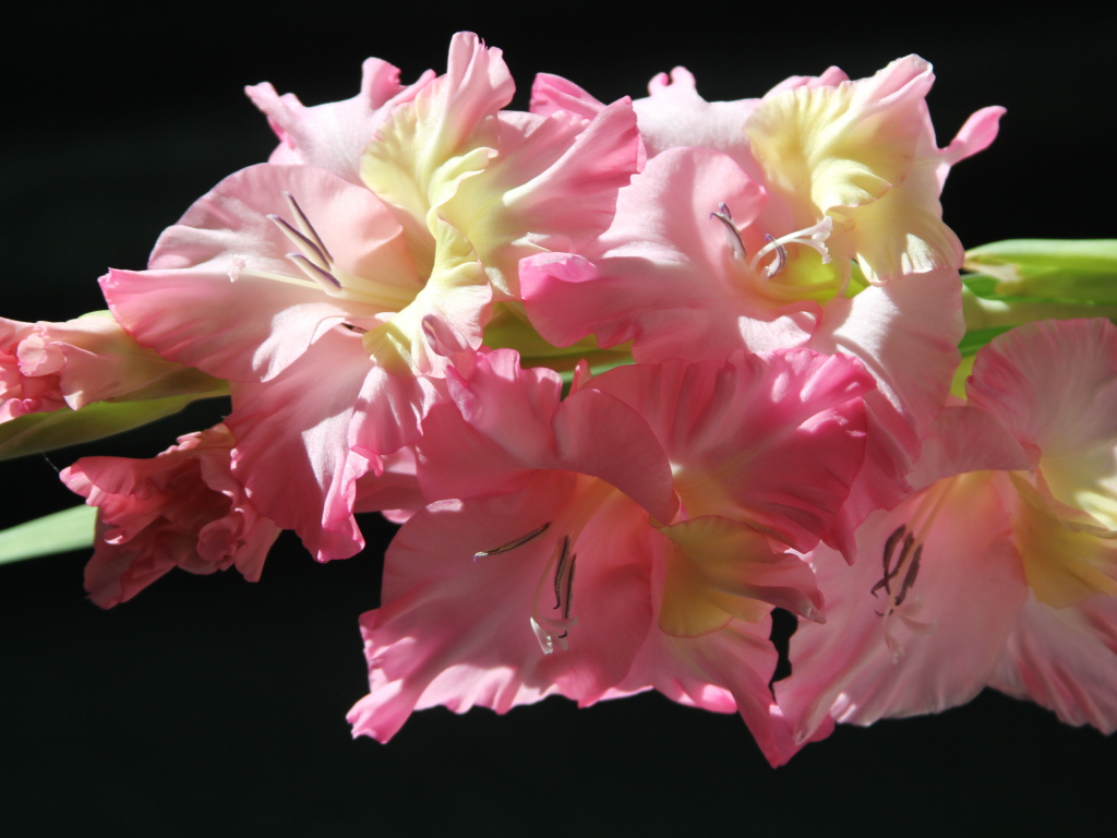 Красивые нежные розовые гладиолусы на черном фоне