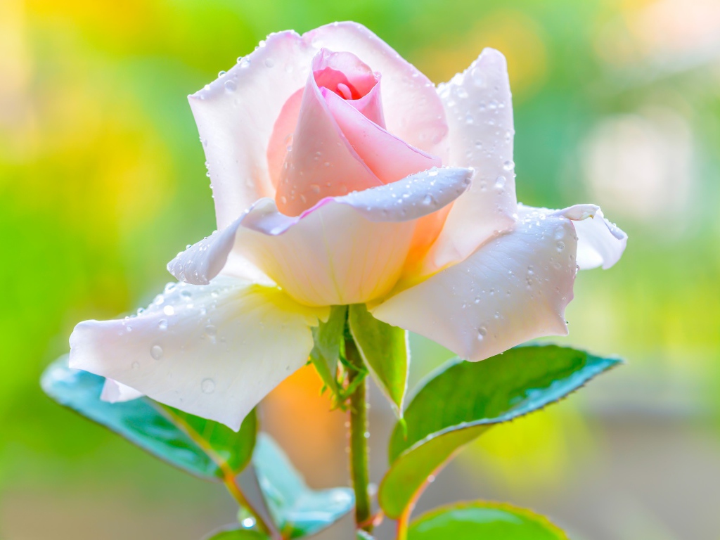 Красивая нежная розовая роза в каплями на лепестках 